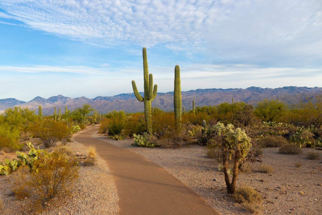 eBiking the Desert of Tucson, Arizona