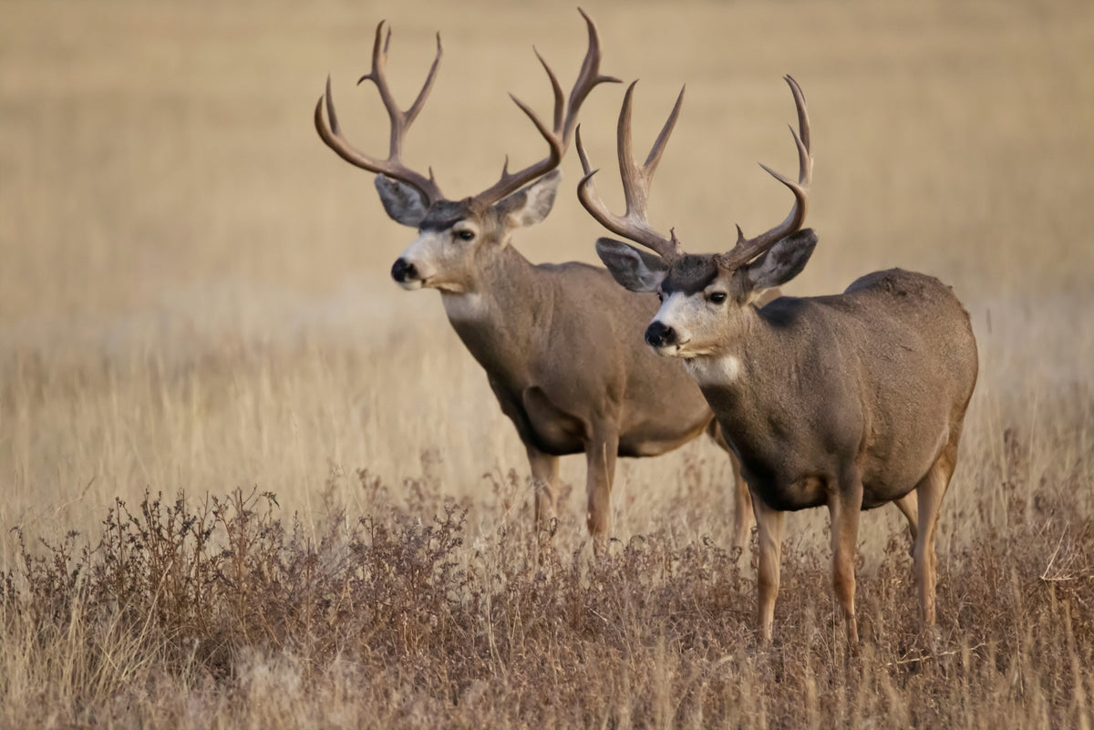 How to Choose an eBike for Hunting and Fishing